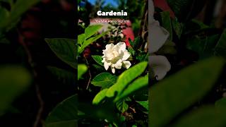 Flowers Gardenia गंधराज Blooming Welcoming the Fragrant Gardenia King to My Garden flower [upl. by Attebasile116]