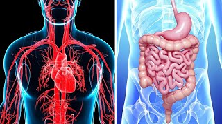 SISTEMA Y APARATO del cuerpo humano características diferencias y ejemplos [upl. by Engdahl]