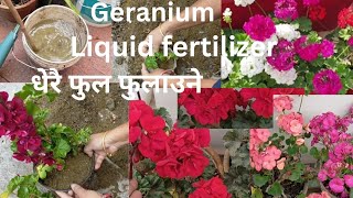 Geranium Flower Plant Care and Geranium Cutting amp Propagation Tips in Nepali [upl. by Jaco142]