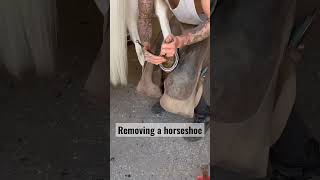 removing horseshoe 🧲 horseshoe virals video [upl. by Aivyls686]