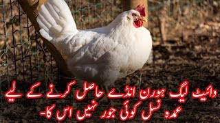 White Leghorn Breed Introduction In urdu [upl. by Rozamond614]