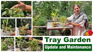 Tray Garden Update and Maintenance  My Garden My passion [upl. by Neb]