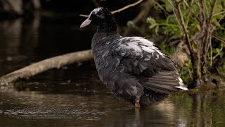 Eurasian Coot Fulica atra with Partial Leucism preens the Feathers after taking a Bath [upl. by Eedahs]