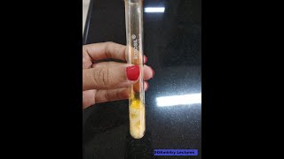 Test for bromide ion Inorganic chemistry Salt Analysis experiment BSc chemistry SGKmistry [upl. by Bucher]