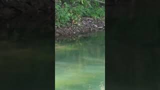 Water moccasin on little piney arkansas creek fishing bassfishing [upl. by Ailehc]