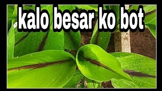 kalo besar Kalo Haledo kali haldi black turmeric Kalo magic black turmeric कालो हलेदो somherbal [upl. by Gascony]