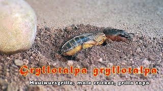 GRYLLOTALPA Maulwurfsgrille grillo topo Mole cricket trilingual [upl. by Grunenwald393]