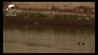 Black Winged Stilt [upl. by Augustus]