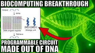 First Ever Programmable DNA Circuit Is a Breakthrough In Biocomputing [upl. by Nauwtna]