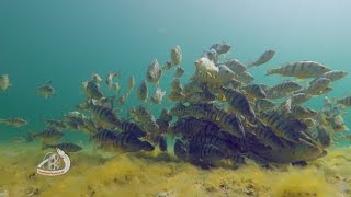 MASSIVE Schools of Yellow PERCH [upl. by Ainesell]