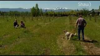 Lagotto Romagnolo  Shaw TV Nanaimo Ch4 [upl. by Eussoj]