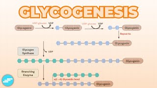 Glycogenesis Glycogen Synthesis  Metabolism [upl. by Qulllon]