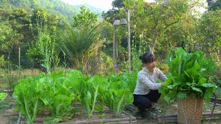 Harvesting mustard greens Preserving them Fertilizing with straw ash Planting more vegetables [upl. by Strait]