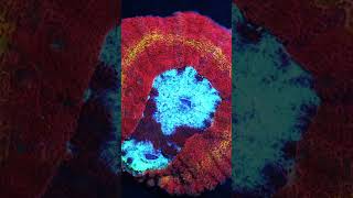 Amazing Ring of fire rainbow Lobophyllia coral shorts saltwaterfishtank aquarium coralreef [upl. by Amaral]