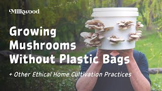 Growing Mushrooms Without Plastic Bags  Milkwood [upl. by Artened]