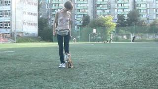 Heelwork chihuahua obedience [upl. by Anirtek561]