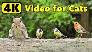 Cat TV 4K  Birds and Squirrels ⭐ Happy New Year ⭐ [upl. by Hcire6]