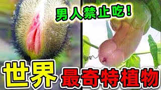 全世界最奇特的10種植物！“丁丁果實”竟然真實存在，第一名看見千萬別吃，否則後果自負。世界之最top 世界之最 出類拔萃 腦洞大開 top10 最奇特植物 [upl. by Lumbard396]