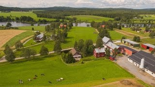 Rödåsens Dairy Farm in Västerbotten  Buyaswedishfarmcom [upl. by Ffilc444]