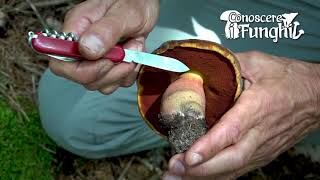 Conoscere i Funghi Boletus erythropus  COMMESTIBILE [upl. by Dallman145]