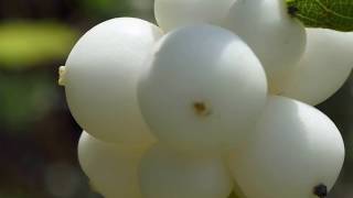 Hóbogyó Symphoricarpos albus  videó képekben [upl. by Trebuh]