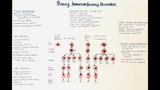 Primary Immune Disorders X linked Agammaglobulinemia Inborn errors of immunity Pediatrics [upl. by Esenwahs]