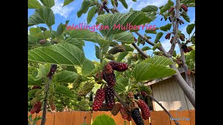 Wellington Illinois Everbearing Oscar Mulberries comparison [upl. by Benyamin]