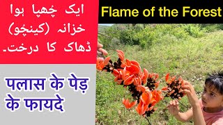 ChichraDhakPalashKesu  Butea Monosperma Tree health benefits in Urdu and Hindi by Atif Hussain [upl. by Amy]