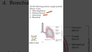 Anatomy Thorax 258 Arteries blood supply parietal pleura mcq lung viva [upl. by Rosabella]