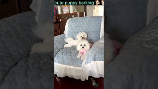 Cute dog barking🐕 Dog barking voice 😞 shorts dog angry barking voice viralshort [upl. by Pope606]