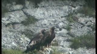 Le Aquile della riserva naturale della Gola del Furlo [upl. by Liponis204]