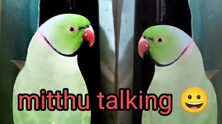 parrot talking clear voice parrottalking parrotspeak shorts [upl. by Suraved]