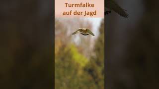 Turmfalke auf der Jagd [upl. by Lig]