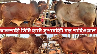 রাজশাহী সিটি হাটে বড় শাহিওয়াল গরুর দরদাম ।। রাজশাহী সিটি হাট আপডেট ।।২৫১১২০২৪ [upl. by Anneis544]