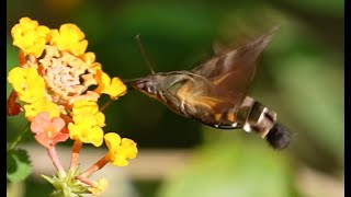 Flying Macroglossum pyrrhosticta in slow motion [upl. by Lahsram]