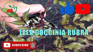 HOW TO GROW LEEA COCCINIA RUBRA COMPLETE GUIDE  MAINTANANCE  PROPOGATION  DIY POTS FROM SCARP [upl. by Dredi]