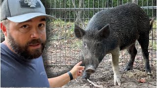 2 Hours of Trapping Big Wild Hogs [upl. by Deana]