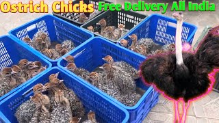 OSTRICH CHICKS FOR SALE IN INDIA FREE DELIVERY ALL INDIA 919332802826 [upl. by Orpheus530]