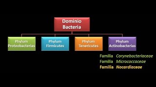 Dominio Bacteria Phylum Actinobacteria 3  Familia Nocardiaceae [upl. by Chara]