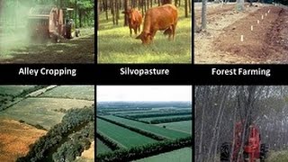 Introduction to Agroforestry Systems [upl. by Anifesoj]