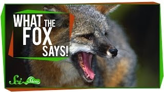 What the Fox Says [upl. by Haseena]