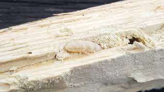 Woodworm Anobium punctatum or Lyctus brunneus  sound [upl. by Jocko]