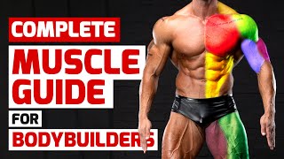 Complete Muscle Guide for Bodybuilders [upl. by Mak613]