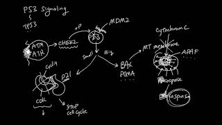 P53 Apoptosis Signaling [upl. by Mansur]