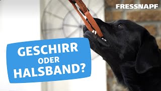 Geschirr oder Halsband für den Hund [upl. by Ahswat]