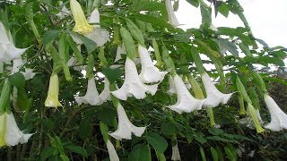 Para Que sirve El Floripondio Propiedades Medicinales Brugmansia [upl. by Cavil]