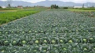 Top 10 Vegetable Farming In India [upl. by Marquardt]