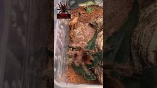 Grammostola rosea chilli rose short shorts shortsvideo shortsfeed tarantula arachnid [upl. by Glanti]