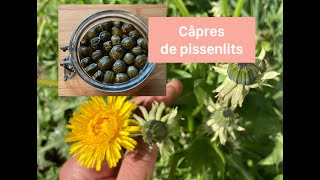 🌼 Câpres de pissenlits boutons floraux amp racine en bref [upl. by Cohe96]