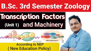 BSc 2nd Year 3rd Semester ZoologyTranscription Factors and MachineryTypes of Transcription Factor [upl. by Noiroc]